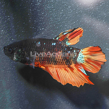 Plakat Betta, Male (click for more detail)